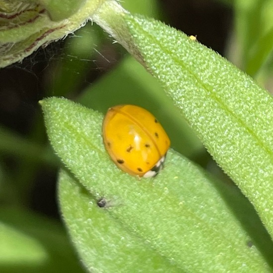 Harmonia axyridis: Animal in habitat Garden in the NatureSpots App