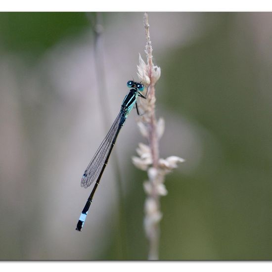 Blue-tailed damselfly: Animal in habitat Natural Meadow in the NatureSpots App