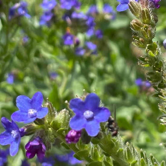 Common bugloss: Plant in habitat Garden in the NatureSpots App