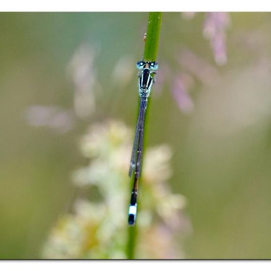 Blue-tailed damselfly: Animal in habitat Natural Meadow in the NatureSpots App