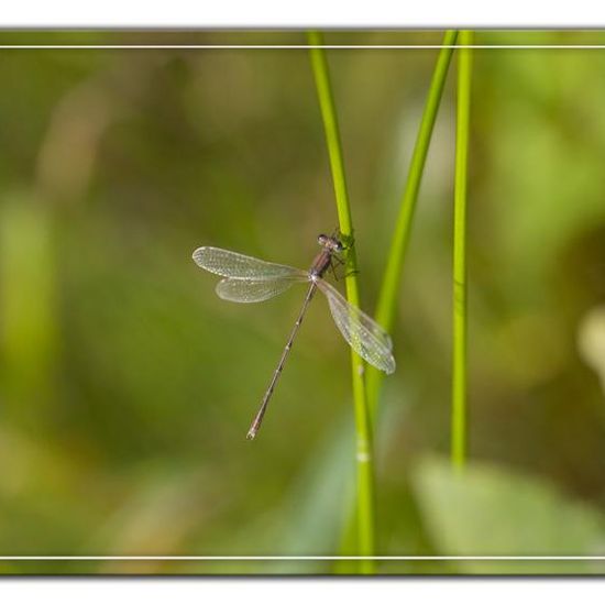 Lestes barbarus: Animal in habitat Natural Meadow in the NatureSpots App