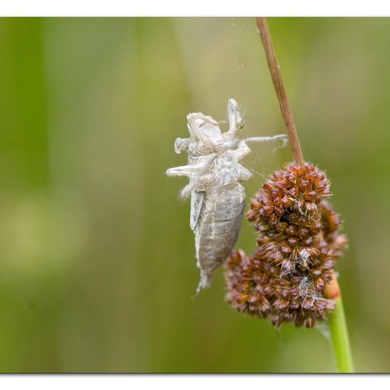 Black-tailed Skimmer: Animal in habitat Natural Meadow in the NatureSpots App