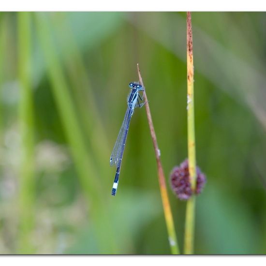 Black-tailed Skimmer: Animal in habitat Natural Meadow in the NatureSpots App