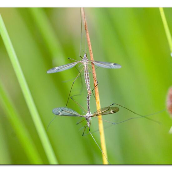 Tipula lateralis: Animal in habitat Natural Meadow in the NatureSpots App