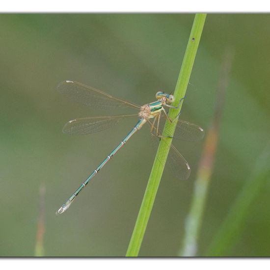 Blue-tailed damselfly: Animal in habitat Natural Meadow in the NatureSpots App