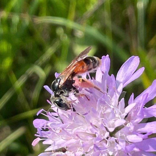 Andrena hattorfiana: Animal in habitat Agricultural meadow in the NatureSpots App