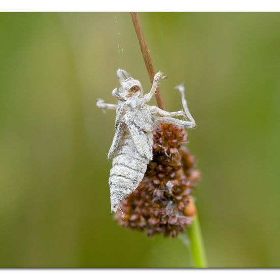 Black-tailed Skimmer: Animal in habitat Natural Meadow in the NatureSpots App