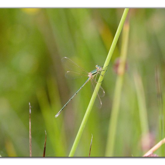 Lestes barbarus: Animal in habitat Natural Meadow in the NatureSpots App