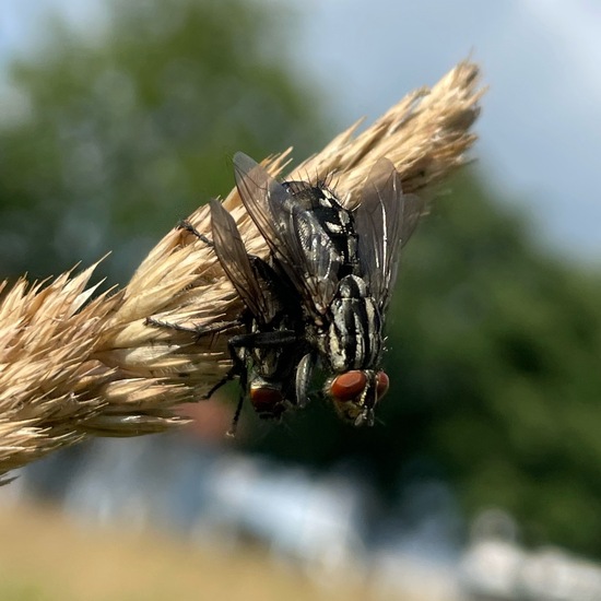 Sarcophagidae: Animal in habitat Agricultural meadow in the NatureSpots App