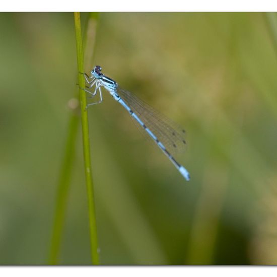 Black-tailed Skimmer: Animal in habitat Natural Meadow in the NatureSpots App