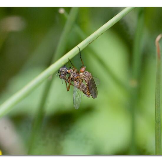 Empis livida: Animal in habitat Natural Meadow in the NatureSpots App