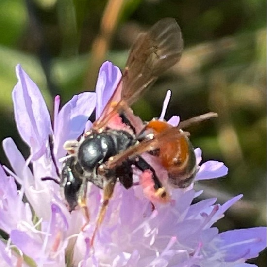 Andrena hattorfiana: Animal in habitat Agricultural meadow in the NatureSpots App