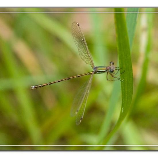 Lestes barbarus: Animal in habitat Natural Meadow in the NatureSpots App