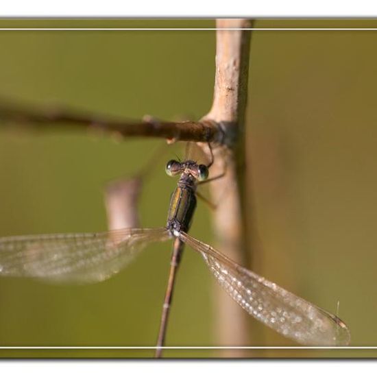 Lestes barbarus: Animal in habitat Natural Meadow in the NatureSpots App