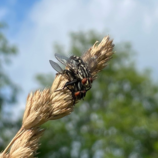 Sarcophagidae: Animal in habitat Agricultural meadow in the NatureSpots App