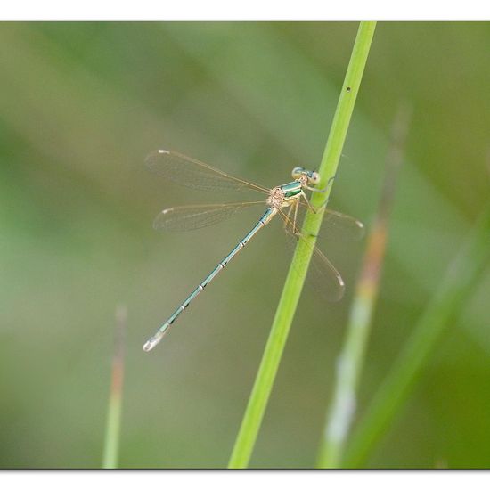 Lestes barbarus: Animal in habitat Natural Meadow in the NatureSpots App