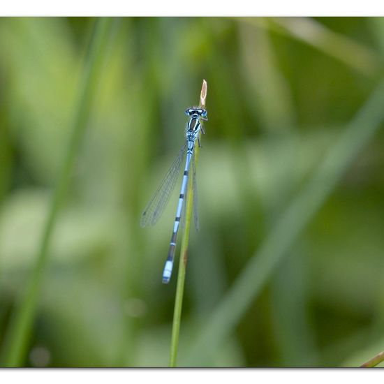 Azure damselfly: Animal in habitat Natural Meadow in the NatureSpots App