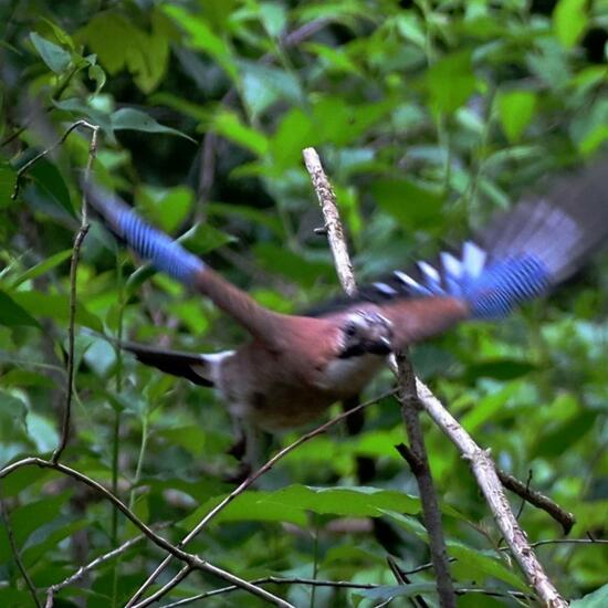 Eurasian Jay: Animal in habitat Temperate forest in the NatureSpots App