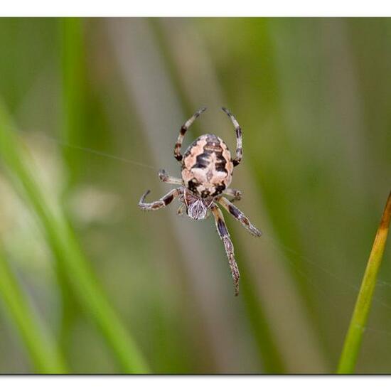 Larinioides cornutus: Animal in habitat Natural Meadow in the NatureSpots App