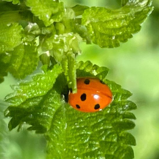 Urtica dioica: Plant in habitat Park in the NatureSpots App