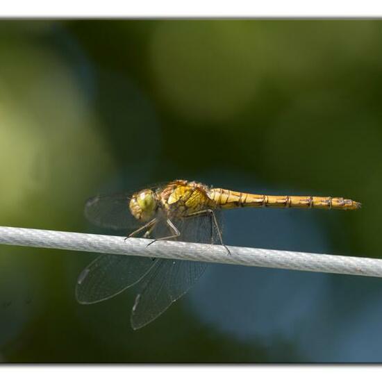 Common Darter: Animal in nature in the NatureSpots App