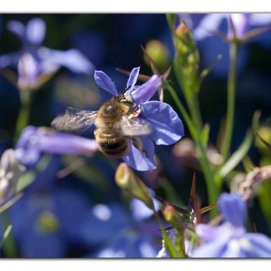 Anthophora quadrimaculata: Animal in habitat Garden in the NatureSpots App