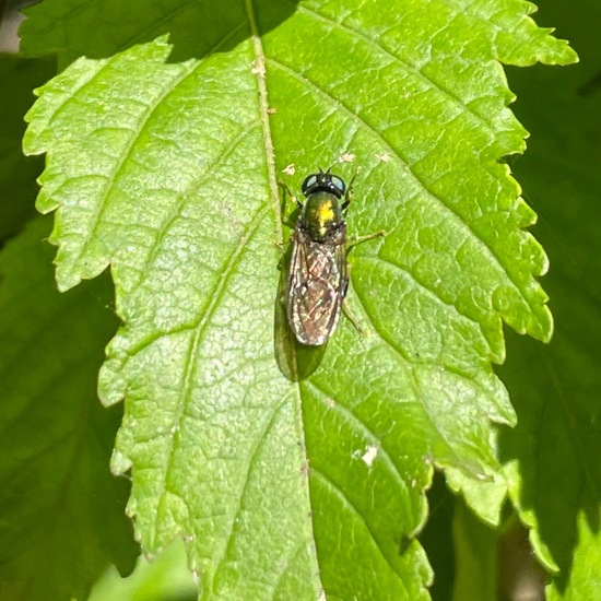 Acer tataricum: Plant in habitat Park in the NatureSpots App