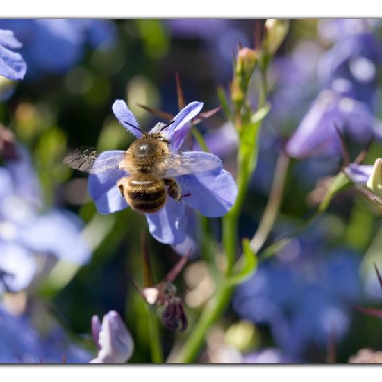 Anthophora quadrimaculata: Animal in habitat Garden in the NatureSpots App