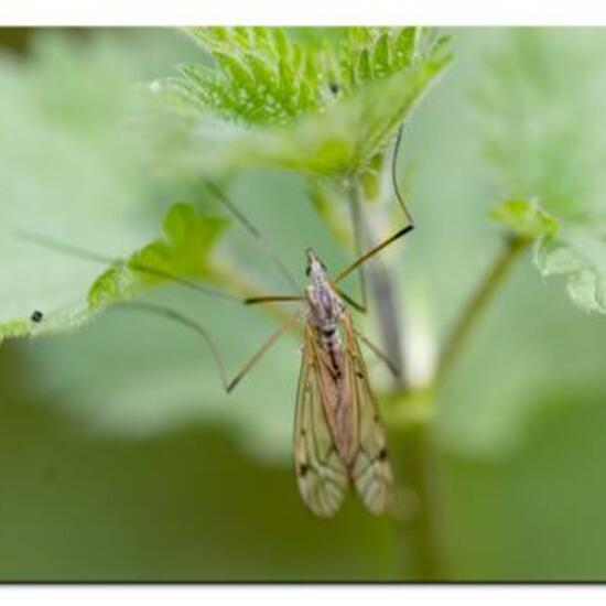 Tipula obsoleta: Animal in habitat Natural Meadow in the NatureSpots App