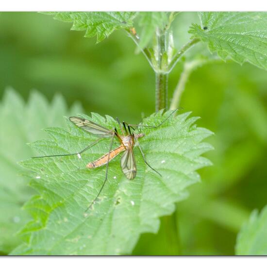 Tipula lateralis: Animal in habitat Natural Meadow in the NatureSpots App