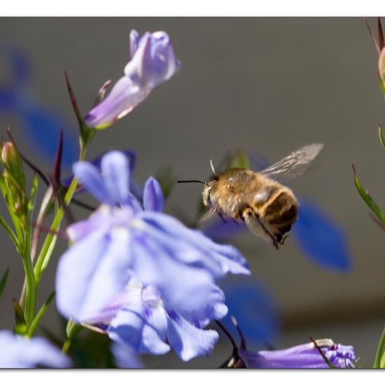 Anthophora quadrimaculata: Animal in habitat Garden in the NatureSpots App