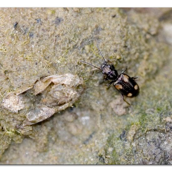 Bembidion speciense: Animal in habitat Pond in the NatureSpots App