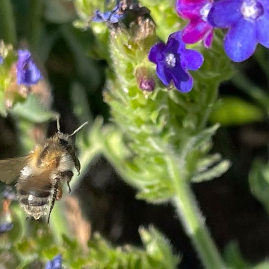 Anthophora plumipes: Animal in habitat Garden in the NatureSpots App