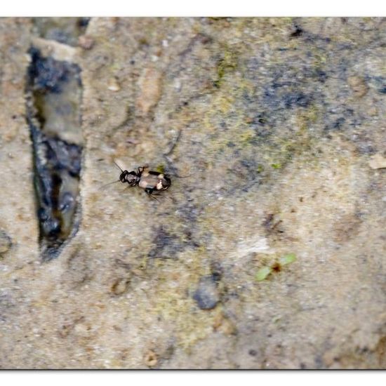 Bembidion speciense: Animal in habitat Pond in the NatureSpots App