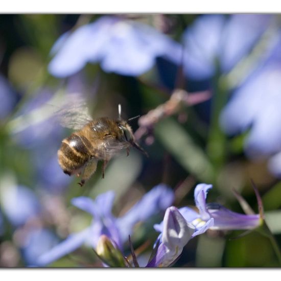 Anthophora quadrimaculata: Animal in habitat Garden in the NatureSpots App