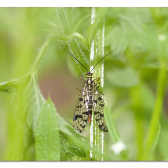 Panorpa germanica: Animal in habitat Natural Meadow in the NatureSpots App