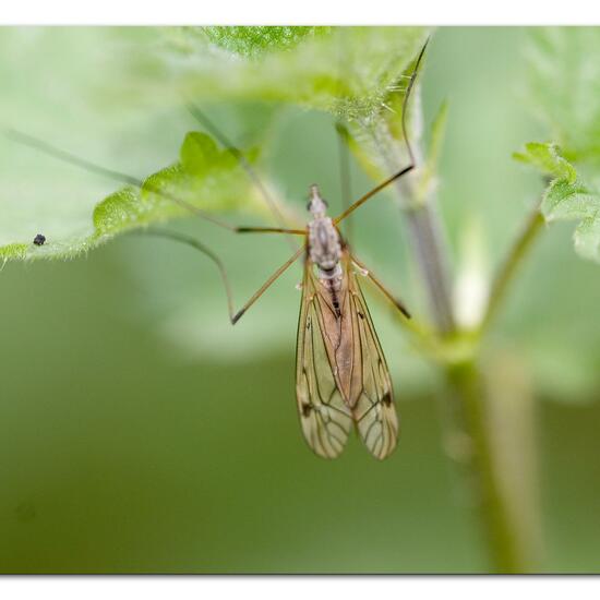 Tipula obsoleta: Animal in habitat Natural Meadow in the NatureSpots App