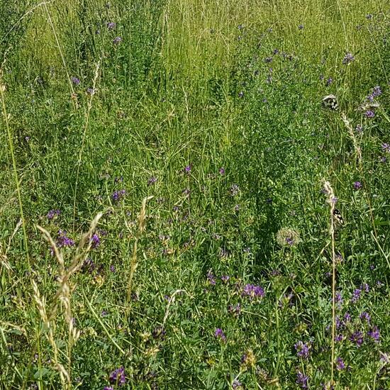 Melanargia galathea: Animal in habitat Natural Meadow in the NatureSpots App