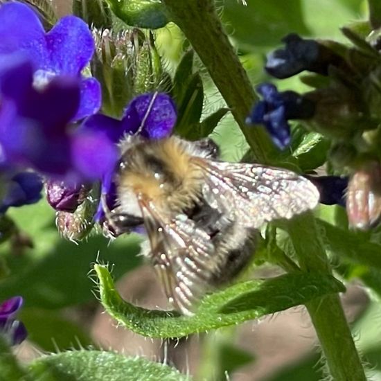 Bombus pascuorum: Animal in habitat Garden in the NatureSpots App