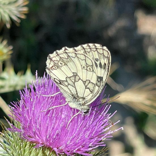 Melanargia galathea: Animal in habitat Garden in the NatureSpots App