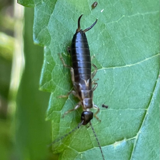 Forficula auricularia: Animal in habitat Garden in the NatureSpots App