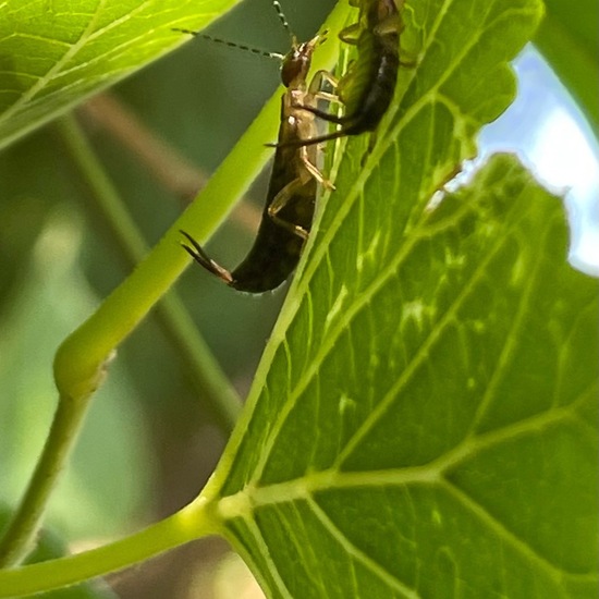 Forficula auricularia: Animal in habitat Garden in the NatureSpots App