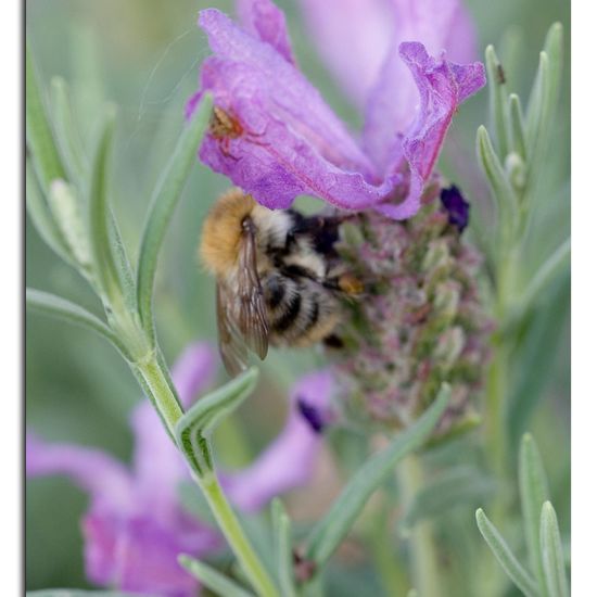 Bombus pascuorum: Animal in habitat Garden in the NatureSpots App