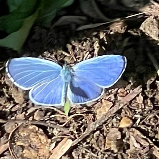 Holly Blue: Animal in habitat Garden in the NatureSpots App