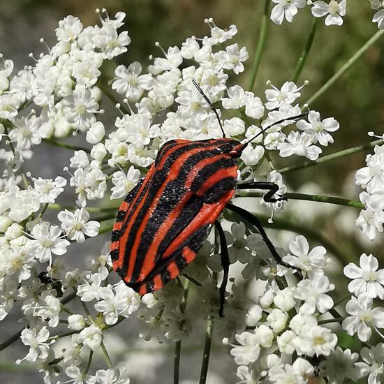 Graphosoma lineatum: Animal in nature in the NatureSpots App