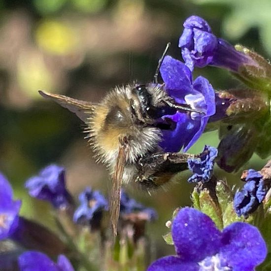 Bombus pascuorum: Animal in habitat Garden in the NatureSpots App