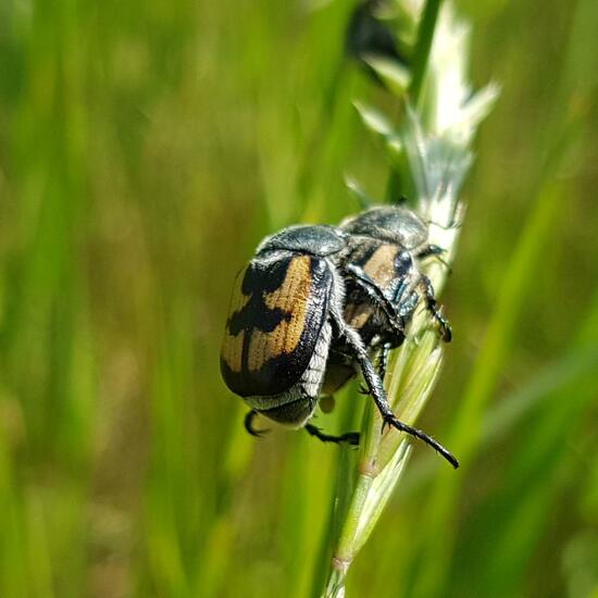 Coleoptera: Animal in habitat Natural Meadow in the NatureSpots App