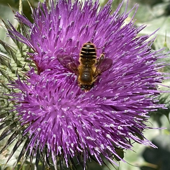 Megachile rotundata: Animal in habitat Garden in the NatureSpots App