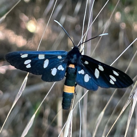 Nine-spotted moth: Animal in habitat Garden in the NatureSpots App