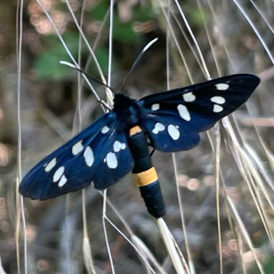 Nine-spotted moth: Animal in habitat Garden in the NatureSpots App